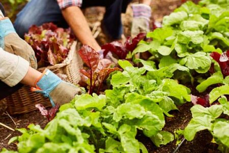 8 Ways to Garden in Harmony With Nature Image